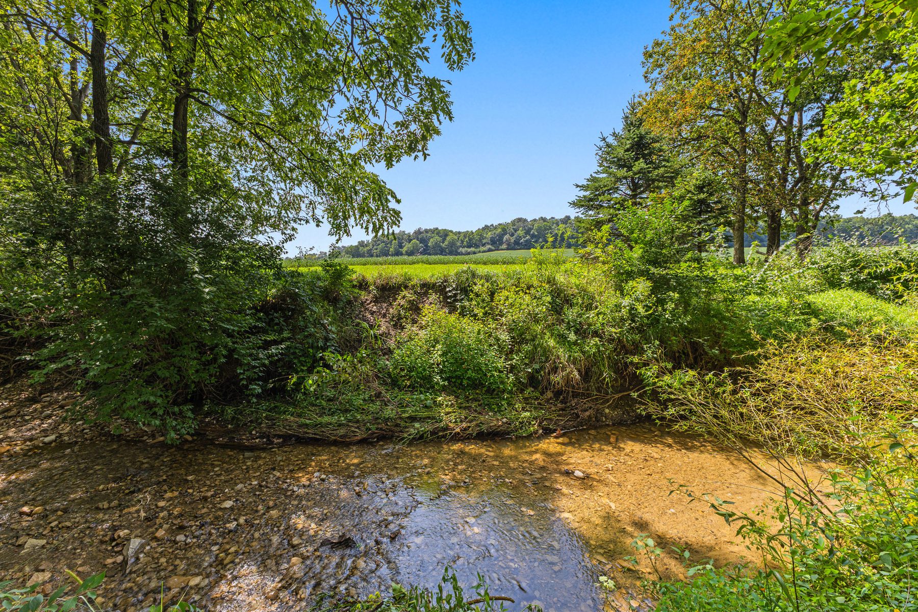 Creek running through the woods at the edge of the property, with the field visible past the trees
